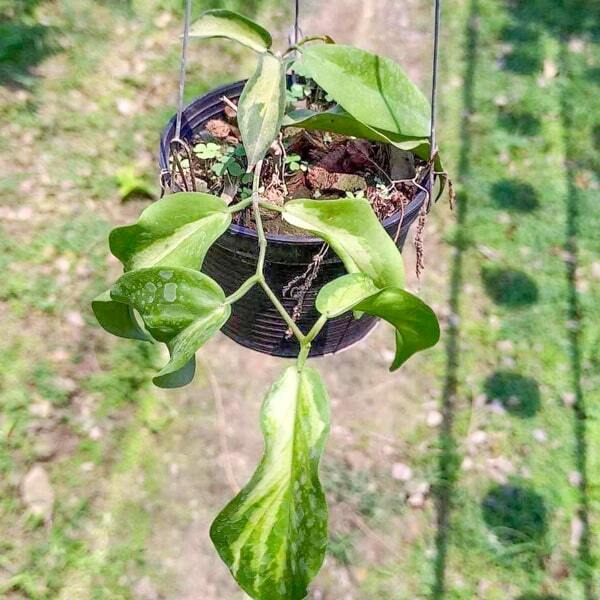 Hoya KENEJIANA INNER VARIEGATED