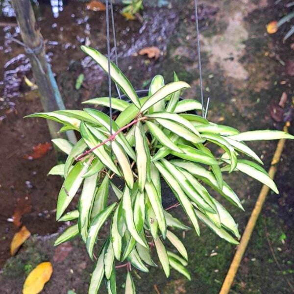 Hoya KENTENIANA VAR INSIDE