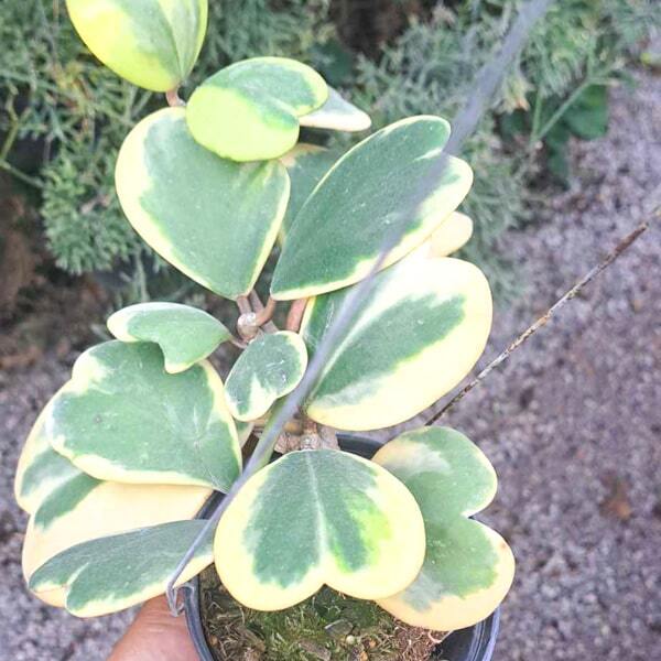 Hoya KERRII VAR ALBOMARGINATA