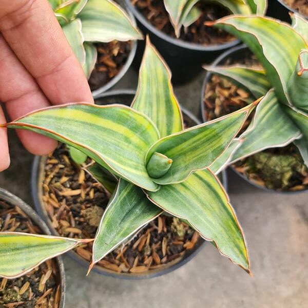 Sansevieria KIMAYO