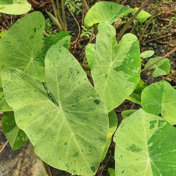 Colocasia KING FOREST