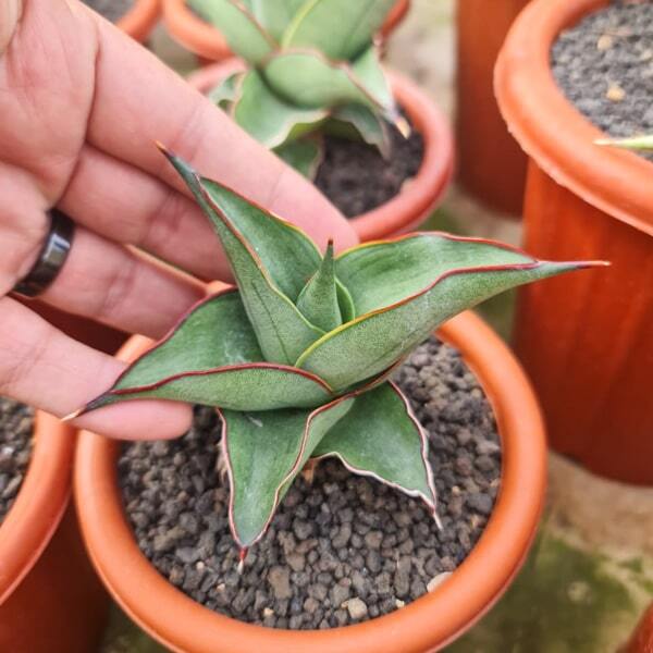 Sansevieria KIRANA