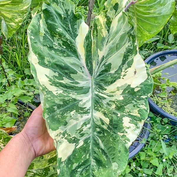 Colocasia KIRIMAS