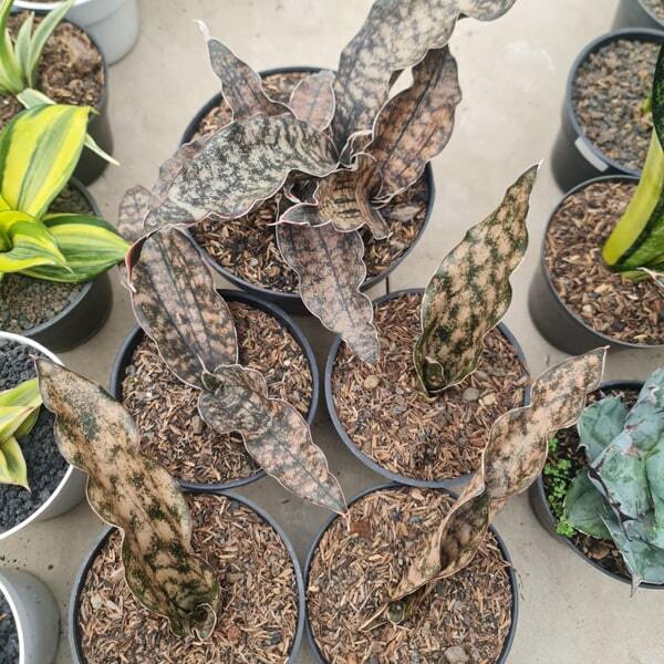 Sansevieria KIRKII BROWN
