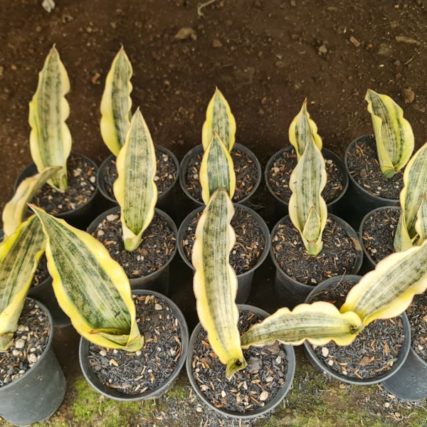 Sansevieria KIRKII COPPERTONE VAR
