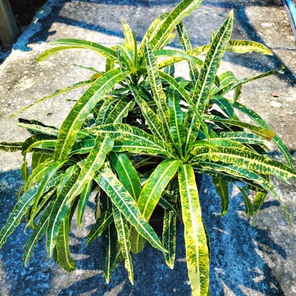 Croton KUAN NGERN