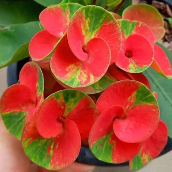 Euphorbia Milii KWAK NGERN