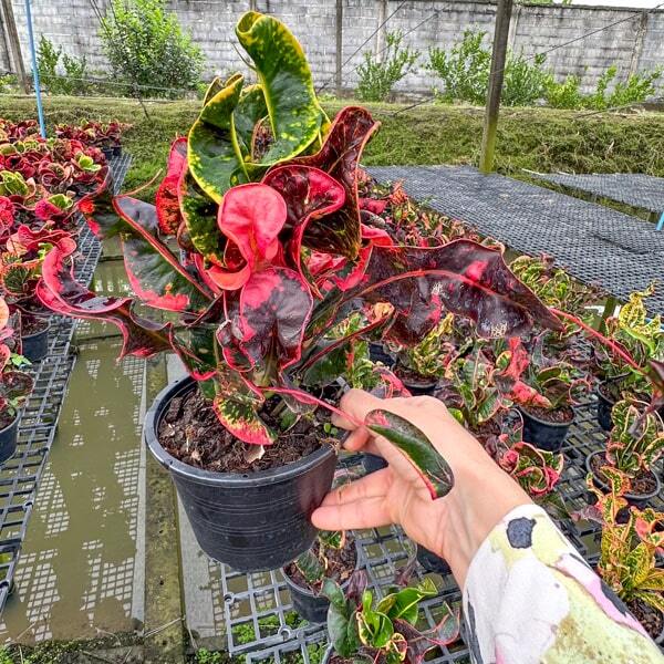 Croton KWAK NGERN