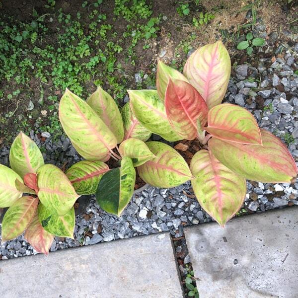 Aglaonema KWAK THONG KAM