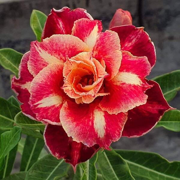 Adenium obesum L111