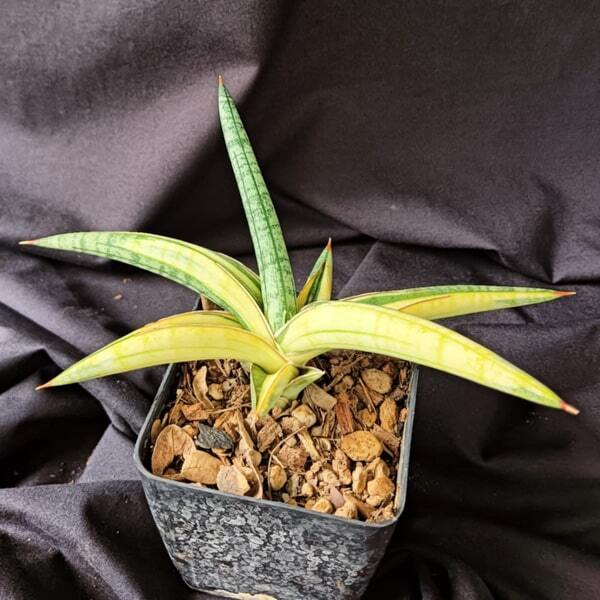 Sansevieria LAVRANOS YELLOW VAR