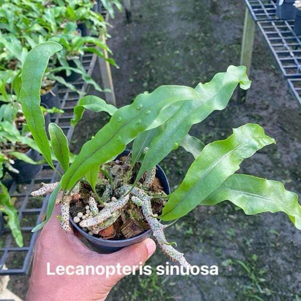Lecanopteris L.SINUOSA