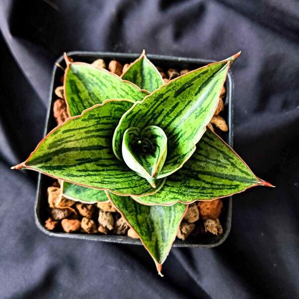 Sansevieria LIZA