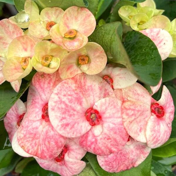 Euphorbia Milii LAB MONGKOL