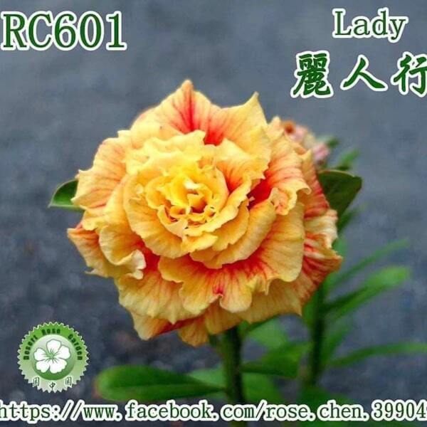 Adenium obesum LADY