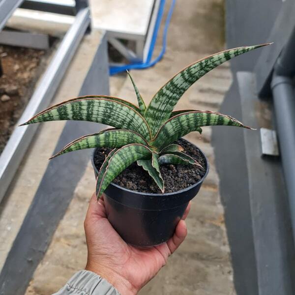 Sansevieria LADY GAGA BIG