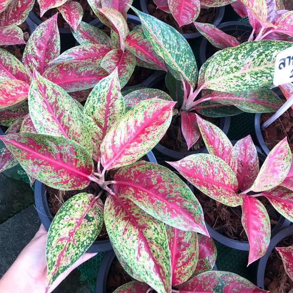 Aglaonema LAI NAM THONG