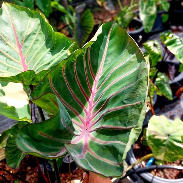 Colocasia LAVA LISA