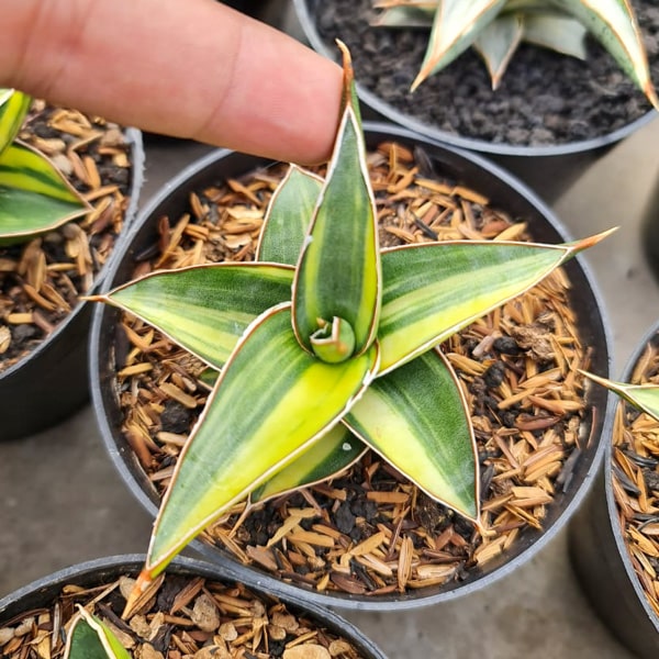 Sansevieria LAVRANOS 23251 VAR