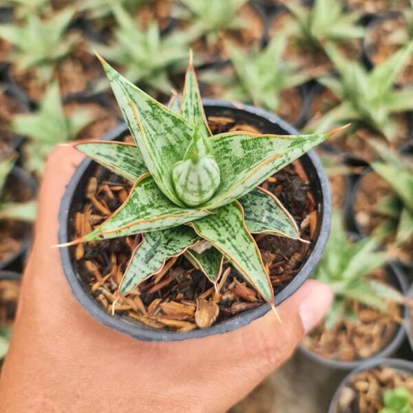 Sansevieria LAWANG