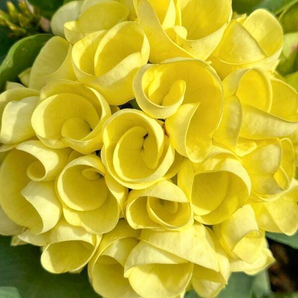 Euphorbia Milii LEAM THONG