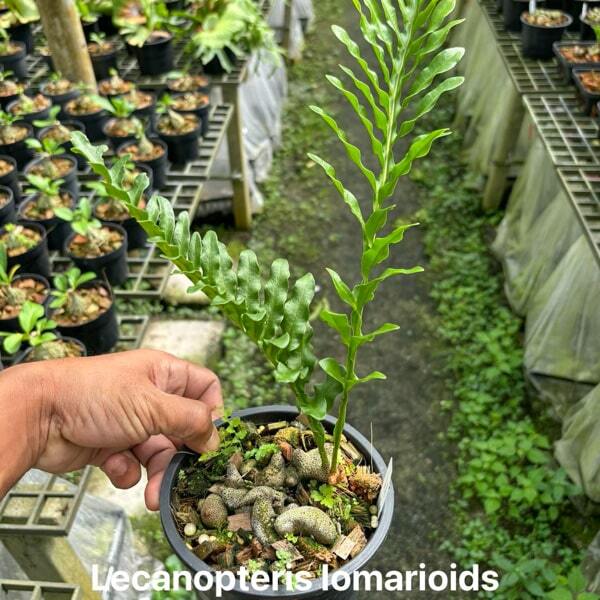 Lecanopteris L.LOMARIOIDES