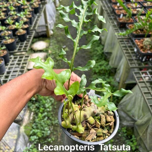 Lecanopteris L.TATSUTA