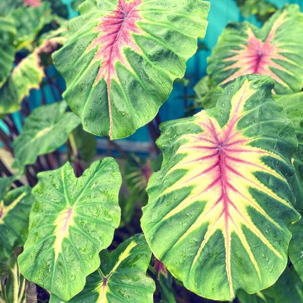 Colocasia LIGHT PILLAR