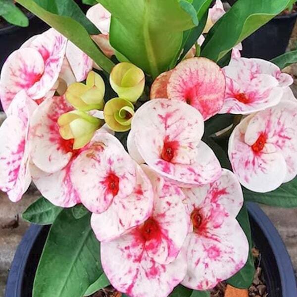Euphorbia Milii LOOK SAB SEDTHEE