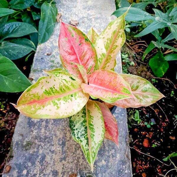 Aglaonema LOOKMAI MAI