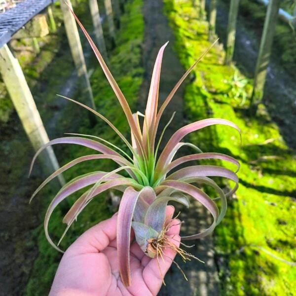 Tillandsia Love Knot (capitata x streptophylla) M