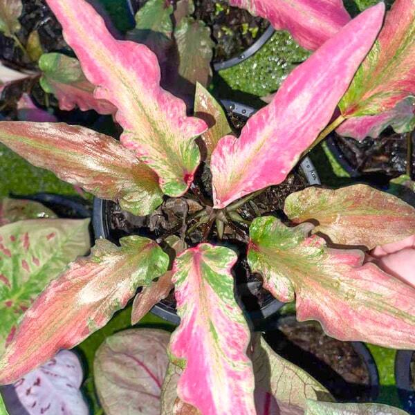 Caladium LUANG PHO PHAN