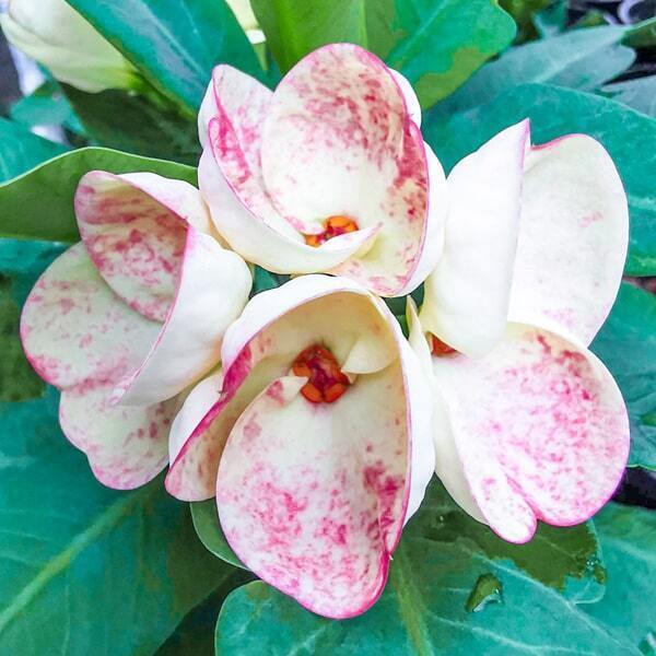 Euphorbia Milii LUCKY BELL