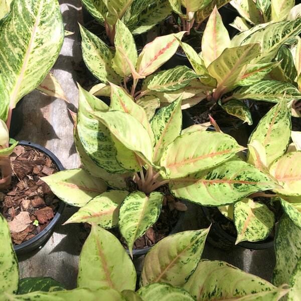 Aglaonema LUCKY