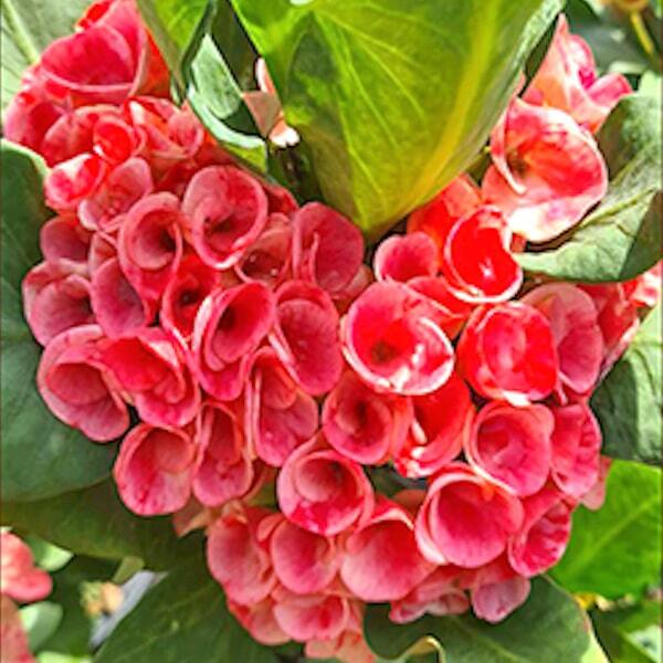 Euphorbia Milii LUCKY ROSE