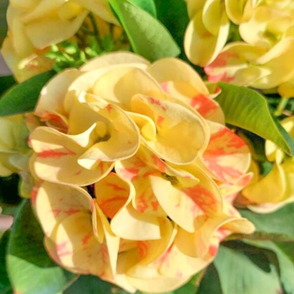 Euphorbia Milii LUENG LAIKRA