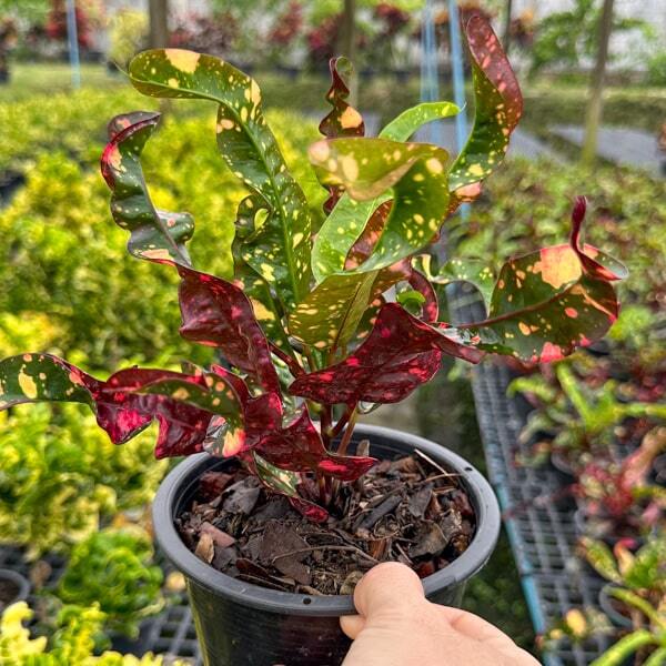 Croton LUK KAMPHAENG PHET