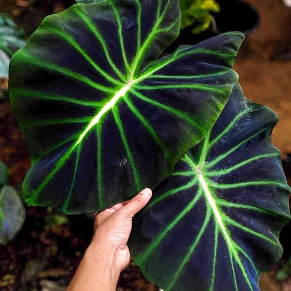 Colocasia LUMINOVA