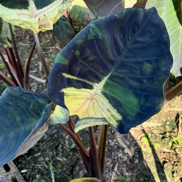 Colocasia LUNAR ECLIPSE