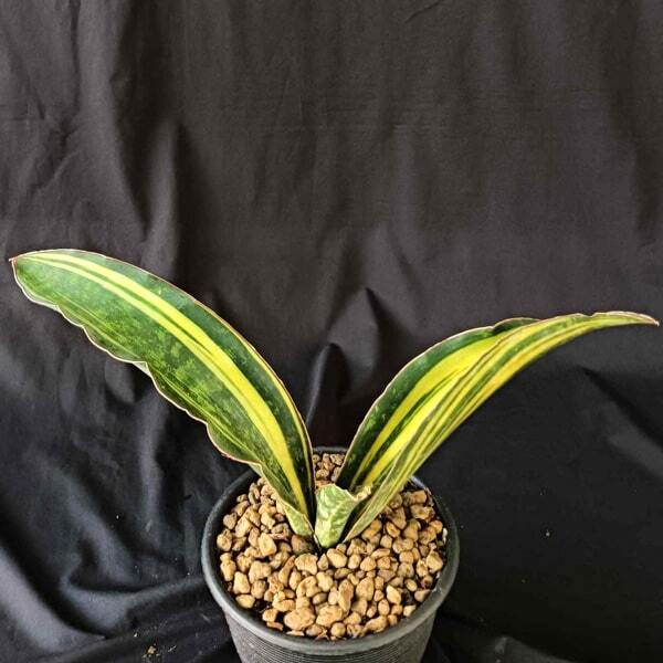 Sansevieria MACROPHYLLA BLUE VAR