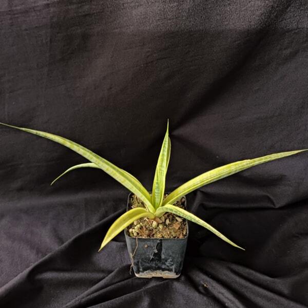 Sansevieria MADAM CHARM