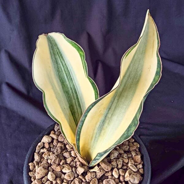 Sansevieria MASONIANA WHITE