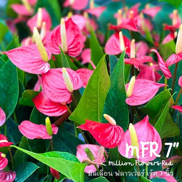 Anthurium andraeanum MFR