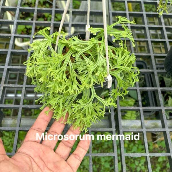 Microsorum M.MERMAID