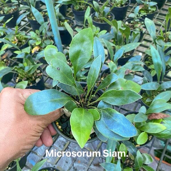 Microsorum M.SIAM