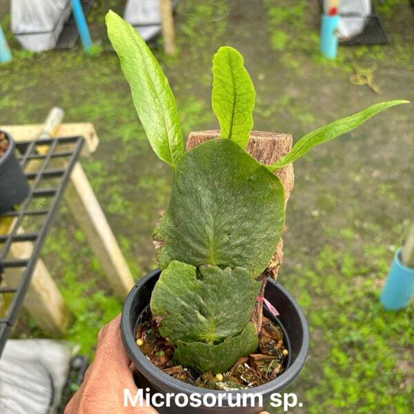 Microsorum M.INDONESIA