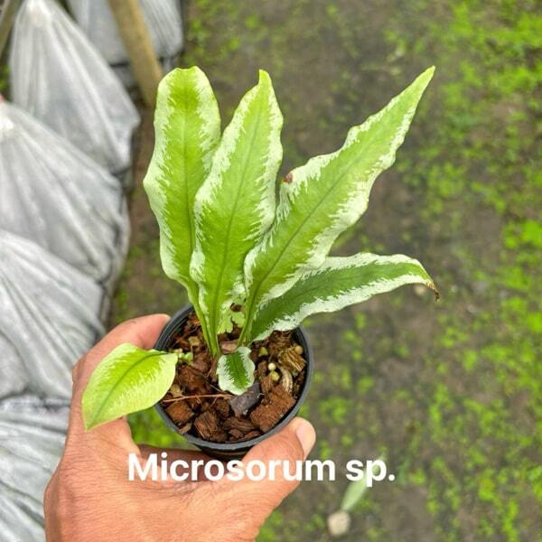 Microsorum M.COLYSIS