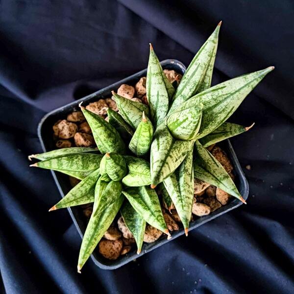 Sansevieria MING MANEE