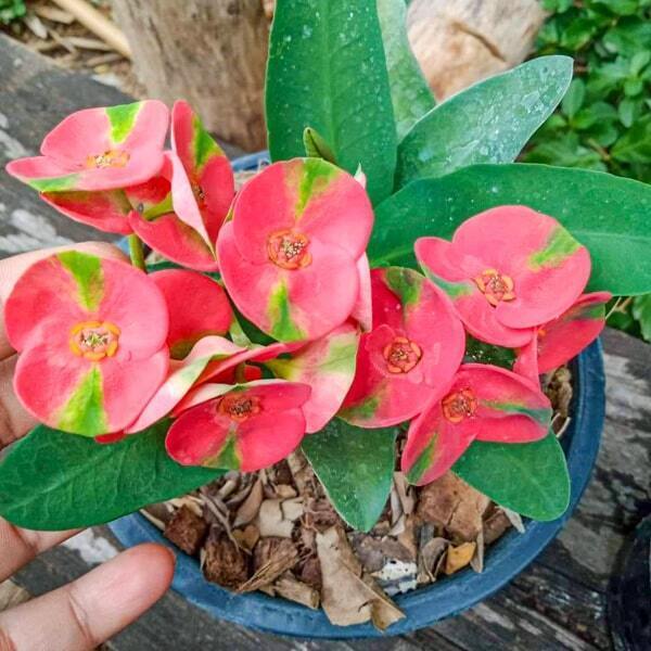Euphorbia Milii MAHA SEDTHEE