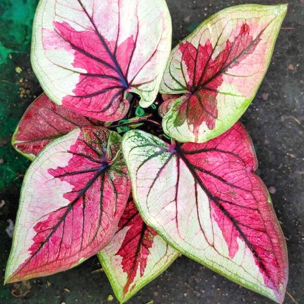 Caladium MAHA SEDTHEE